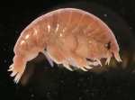 Menigrates obtusifrons (Boeck, 1861) Menigrates obtusifrons (Boeck, 1861)