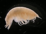 Onisimus caricus Onisimus caricus
