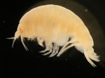 Onisimus edwardsi Onisimus edwardsi