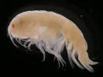 Onisimus litoralis (Kroyer, 1845) Onisimus litoralis (Kroyer, 1845)