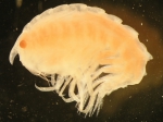 Pleustes panopla (Kroyer, 1838) Pleustes panopla (Kroyer, 1838)