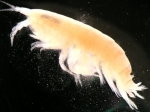 Pontoporeia femorata Kroyer, 1842 Pontoporeia femorata Kroyer, 1842