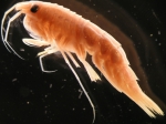Rhachotropis helleri (Boeck, 1871) Rhachotropis helleri (Boeck, 1871)
