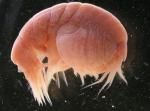Stegocephalus inflatus Kroyer, 1842 Stegocephalus inflatus Kroyer, 1842