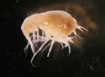Themisto abyssorum Boeck, 1870 Themisto abyssorum Boeck, 1870