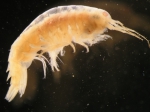 Tiron spiniferus (Stimpson, 1853) Tiron spiniferus (Stimpson, 1853)