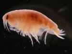 Tryphosella schneideri (Stephensen, 1921) Tryphosella schneideri (Stephensen, 1921)