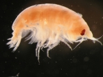 Tryphosella spitzbergensis (Chevreux, 1926) Tryphosella spitzbergensis (Chevreux, 1926)
