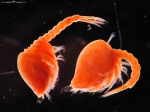 Campylaspis rubicunda (Liljeborg, 1855) Campylaspis rubicunda (Liljeborg, 1855)