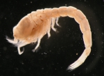 Eudorella emarginata (Krøyer, 1846) Eudorella emarginata (Krøyer, 1846)