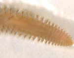 Aglaophamus malmgreni (Théel, 1870) Aglaophamus malmgreni (Théel, 1870)