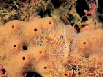 Amblyosyllis formosa (Claparède, 1863)