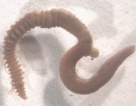 Chaetozone sp. Chaetozone sp.