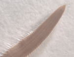 Chaetozone sp. Chaetozone sp.
