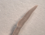 Chaetozone sp. Chaetozone sp.