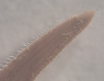 Chaetozone sp. Chaetozone sp.
