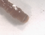 Chirimia biceps (M. Sars, 1861) Chirimia biceps (M. Sars, 1861)