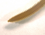 Eteone sp. Eteone sp.