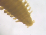 Eteone sp. Eteone sp.