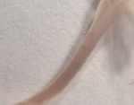 Euchone sp. Euchone sp.