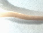 Euchone sp. Euchone sp.