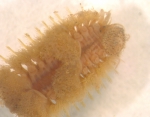 Gattyana cirrhosa (Pallas, 1766) Gattyana cirrhosa (Pallas, 1766)