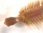 Gattyana cirrhosa (Pallas, 1766) Gattyana cirrhosa (Pallas, 1766)