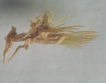 Gattyana cirrhosa (Pallas, 1766) Gattyana cirrhosa (Pallas, 1766)