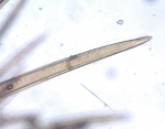 Gattyana cirrhosa (Pallas, 1766) Gattyana cirrhosa (Pallas, 1766)
