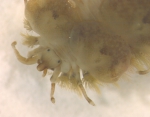 Harmothoe imbricata (Linnaeus, 1767) Harmothoe imbricata (Linnaeus, 1767)