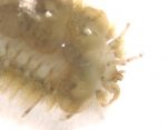 Harmothoe imbricata (Linnaeus, 1767) Harmothoe imbricata (Linnaeus, 1767)