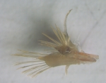 Harmothoe imbricata (Linnaeus, 1767) Harmothoe imbricata (Linnaeus, 1767)
