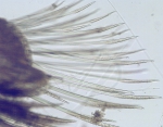 Harmothoe imbricata (Linnaeus, 1767) Harmothoe imbricata (Linnaeus, 1767)