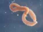 Aricidea Aricidea