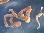 Aricidea Aricidea