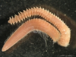 Chaetozone setosa Chaetozone setosa