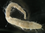 diplocirrus diplocirrus