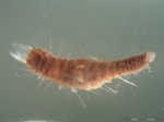 Flabelligera affinis Flabelligera affinis