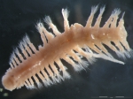Syllidia armata