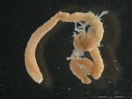 Heteromastus filiformis Heteromastus filiformis
