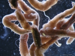 Laphania boecki Laphania boecki