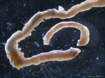 Laphania boecki Laphania boecki