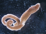 Laphania boecki Laphania boecki