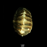 Leptochiton arcticus Leptochiton arcticus