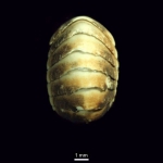 Polyplacophora