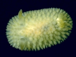 Adalaria proxima (Alder & Hancock, 1854) Adalaria proxima (Alder & Hancock, 1854)
