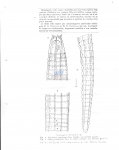 Nematode file-library of the Marine Biology Section (Ghent University, Belgium)