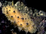 Doris sticta (Iredale & O'Donoghue, 1923) Doris sticta (Iredale & O'Donoghue, 1923)