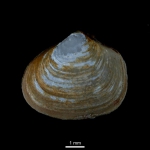 Thracia myopsis Thracia myopsis
