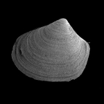 Thracia myopsis Thracia myopsis